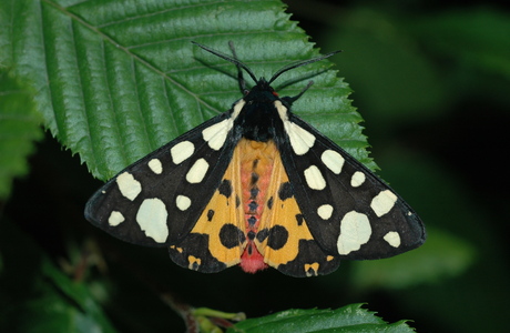 Schwarzer Bär (Arctia villica) - © Leo Kuzmits